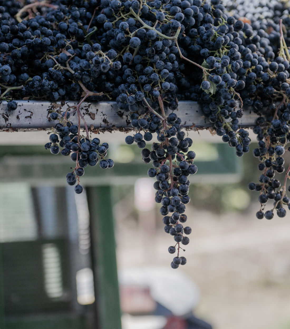Ordina <br class="block md:hidden" /> i nostri vini online